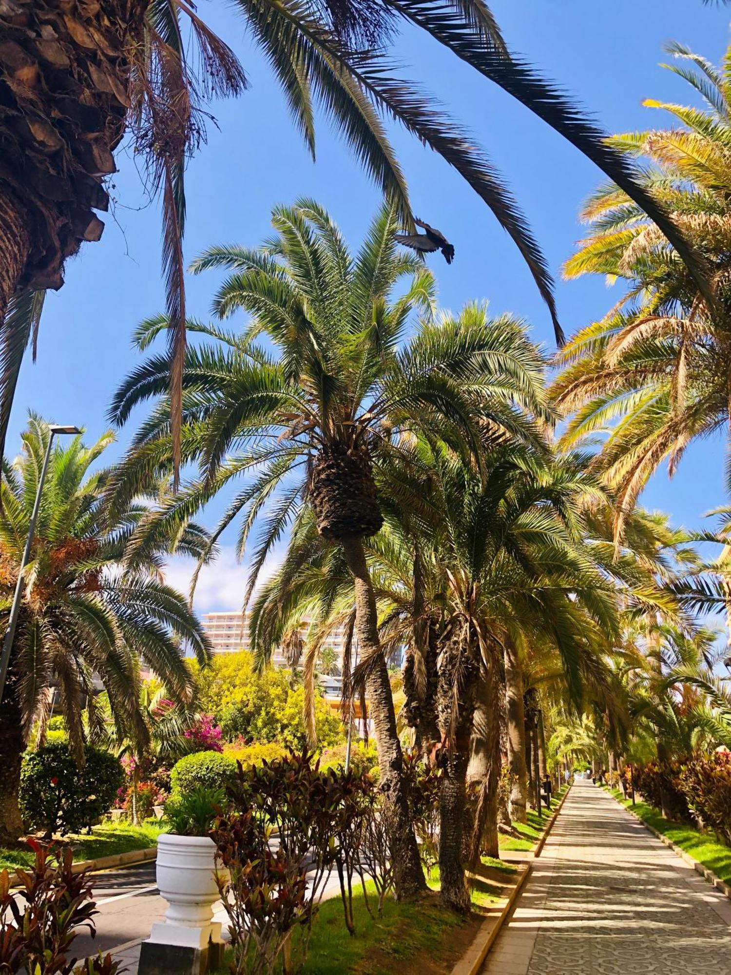 Estudio Tinerfe Puerto de la Cruz Kültér fotó
